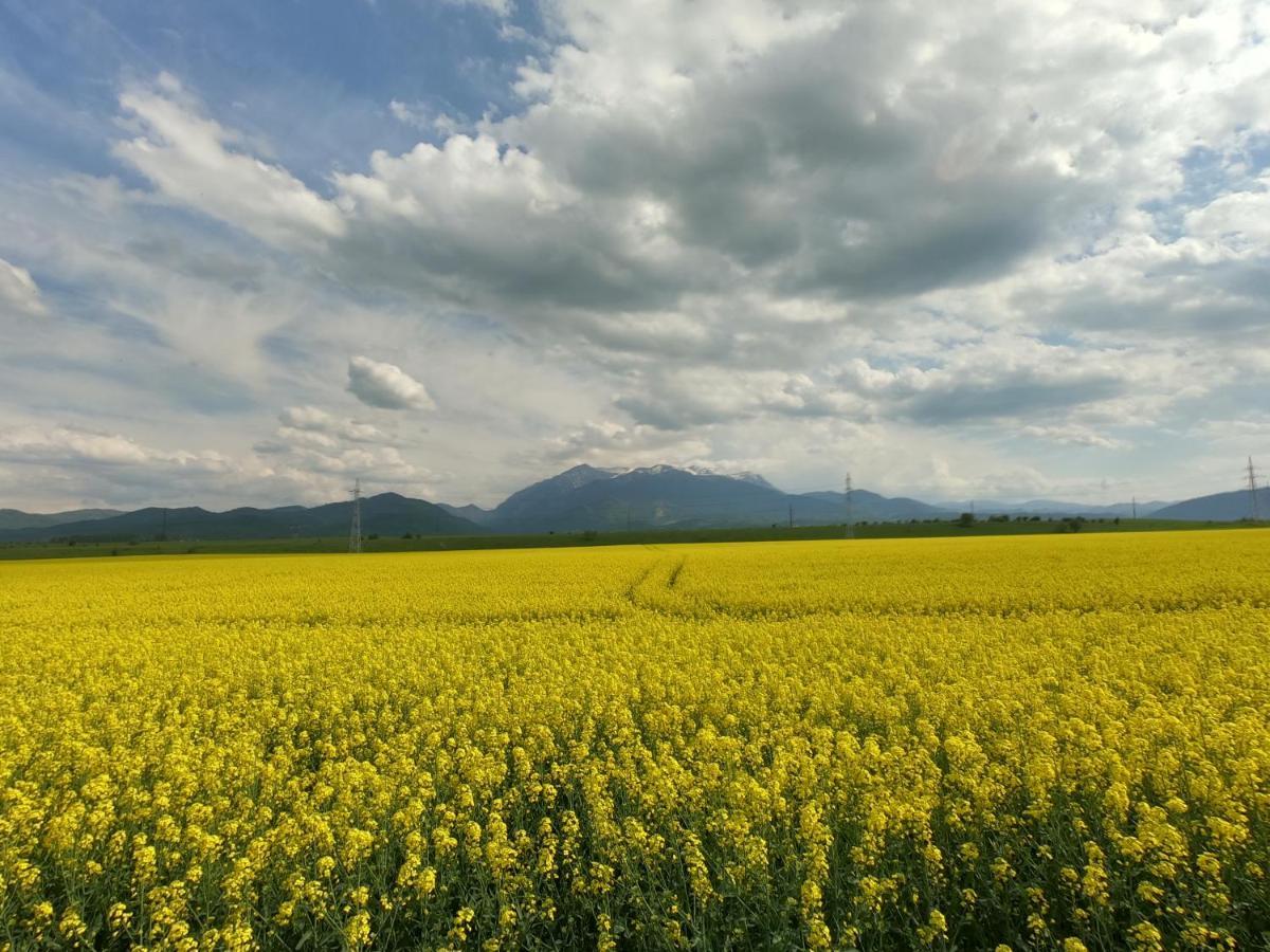Panoramic Residence Zărneşti Екстериор снимка